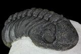 Bargain, Morocops Trilobite - Bumpy Shell #76963-2